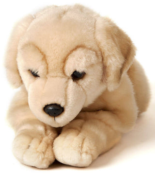 Golden Retriever couché