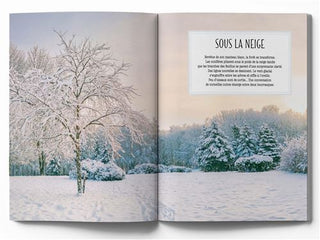 Le chant de la forêt au fil des saisons : 21 ambiances à écouter