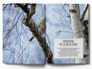 Le chant de la forêt au fil des saisons : 21 ambiances à écouter