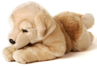 Golden Retriever couché