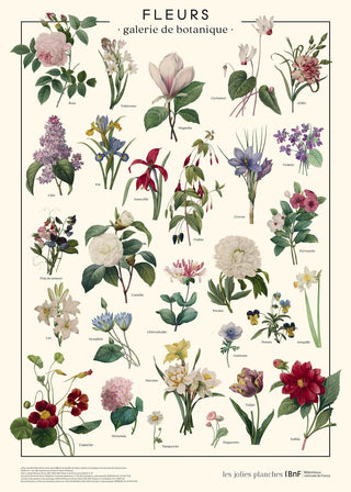 Affiche Fleurs – 50 × 70 cm – Les Jolies Planches