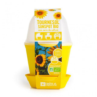 Pot cloche tournesol
