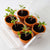 Mini serre 6 pots tomate bio - Radis et Capucine