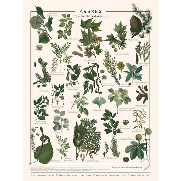 Planche arbres communs - Les jolies planches