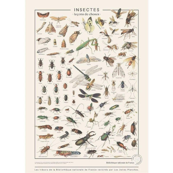 Planche décorative - Les insectes