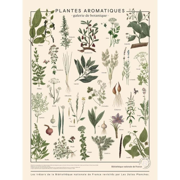 Planche plantes aromatiques - Les Jolies Planches